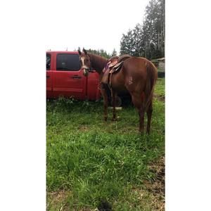 Meet your Posher, Pacience